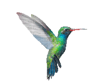 ♡§m3§♡ bird 8fra hummer green animated - 免费动画 GIF