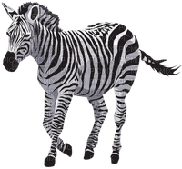 zebre - nemokama png