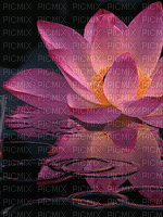 Background Lotus - GIF animé gratuit