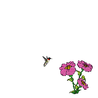 flores gif -l - 免费动画 GIF