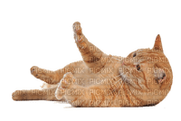 cat gatto png laurachan - ücretsiz png
