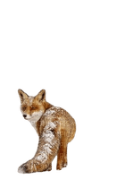 winter fox - ingyenes png