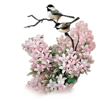 flores  pajaros  dubravka4 - Free PNG