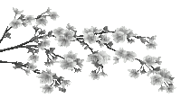 soave deco spring animated  flowers black white - Free animated GIF
