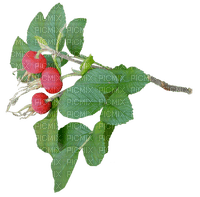 Brange white radishes - besplatni png