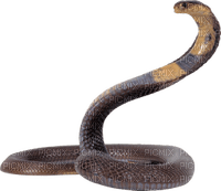 Kaz_Creations Snake - Free PNG