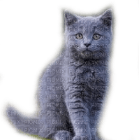 cat blue russian chat bleu😼 - PNG gratuit