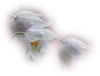 Transparent Flowers - zdarma png