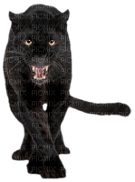 black panther bp - 免费PNG