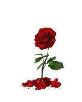 rózsa - Nemokamas animacinis gif