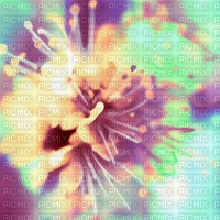 Background Linden Blossom - gratis png