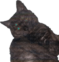 4 eyed cat - PNG gratuit