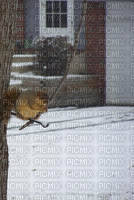 Squirrel w STICK - GIF animate gratis
