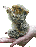 squirrel eichhörnchen écureuil fun smoke hand  animal animals tube gif anime animation animated - Gratis animeret GIF