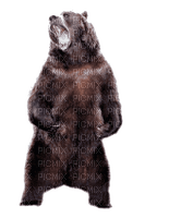 bär bear milla1959 - besplatni png