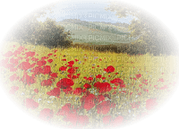 Coquelicots - darmowe png