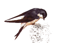 oiseau - Безплатен анимиран GIF