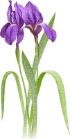 soave deco flowers iris purple  green - безплатен png