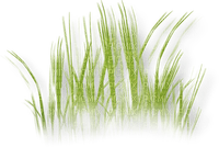 Grass - PNG gratuit