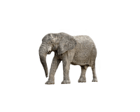 elephant, elefantti - gratis png
