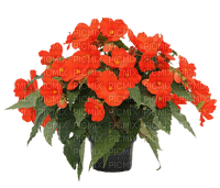 Kaz_Creations Deco Flowers Flower Colours Plant - 免费PNG
