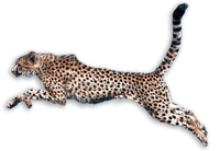Kaz_Creations Cheetah - 無料png