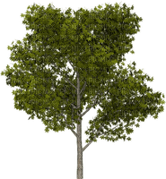 arbre - kostenlos png