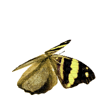 ♡§m3§♡ 8fra butterfly animated colored - Ilmainen animoitu GIF