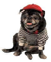 dog dress up bp - Gratis animeret GIF