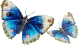 Papillons - GIF animé gratuit