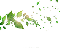 Green Leaves - zdarma png