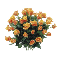 róże herbaciane - Gratis animeret GIF