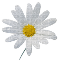 Kaz_Creations Deco Flowers Camomile Flower - 無料png