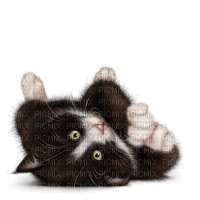 Kaz_Creations Cats Cat Kittens Kitten - 無料png