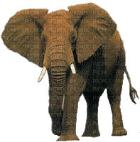 éléphant - Ücretsiz animasyonlu GIF