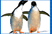 Pingüino - Бесплатный анимированный гифка