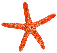 Starfish.Orange