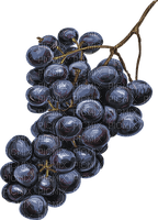 raisin - png grátis