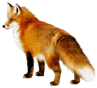 fox by nataliplus - darmowe png