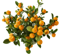 naranja - png ฟรี