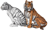 aze tigre - Nemokamas animacinis gif