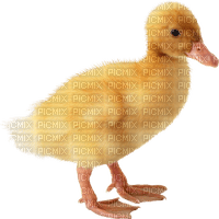 duck katrin - png gratis