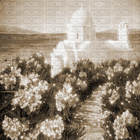 Y.A.M._Landscape background sepia - 免费动画 GIF
