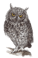 Kaz_Creations Animals Animal Bird Birds Owl - ingyenes png