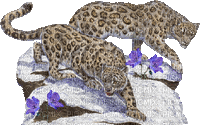 jaguar bp - Gratis geanimeerde GIF