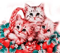 Y.A.M._Cats - δωρεάν png