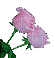 Цветок - Zdarma animovaný GIF