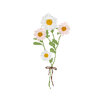 daisy flowers - GIF animé gratuit