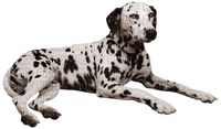 Kaz_Creations Animals Dog Dalmation - безплатен png