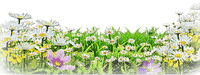 soave deco flowers field border daisy white yellow - darmowe png